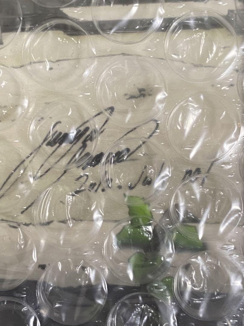 Amazon.co.jp: 井上淳哉 直筆サイン入り複製原画 シリアルNo.1 BTOOOM